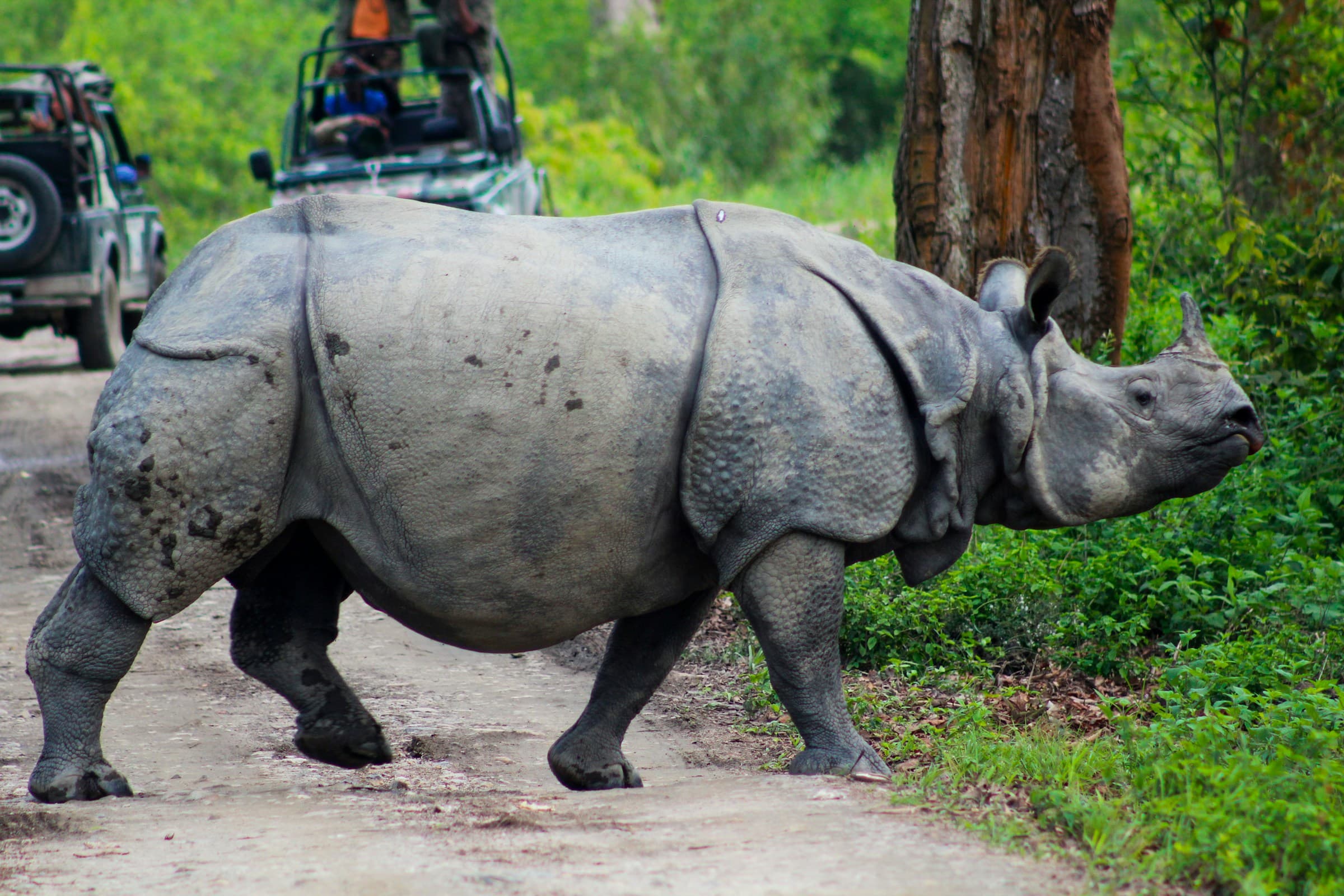 Kaziranga Safari