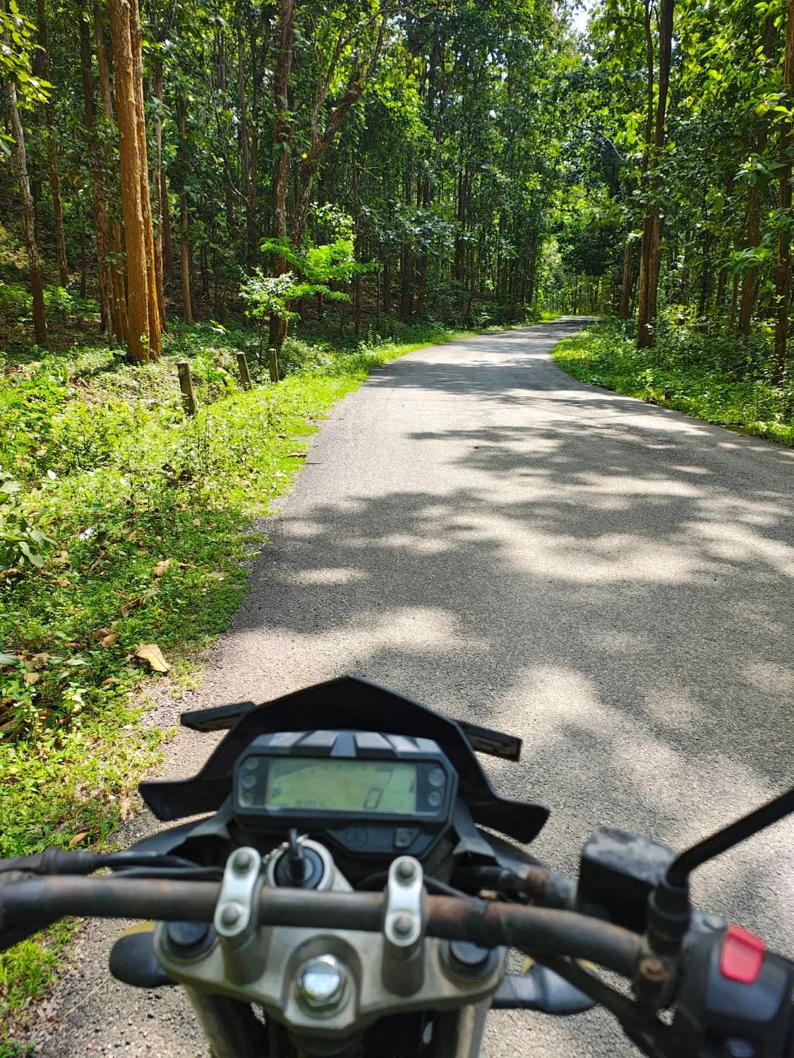 Rider's view from our Yamaha FZ rental bike on a quiet road through a tall forest