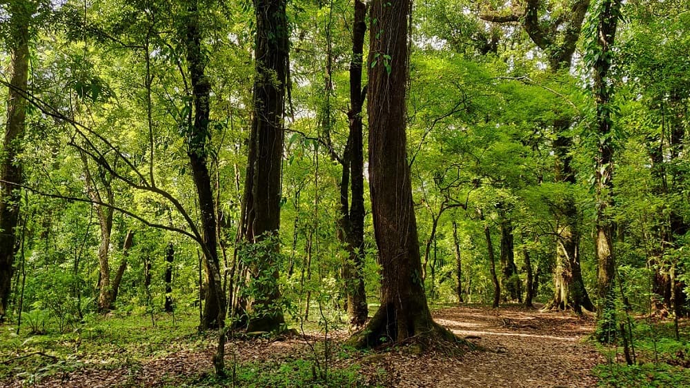 Mawphlang Sacred Forest Meghalaya: Khasi Heritage & Nature Walk Guide