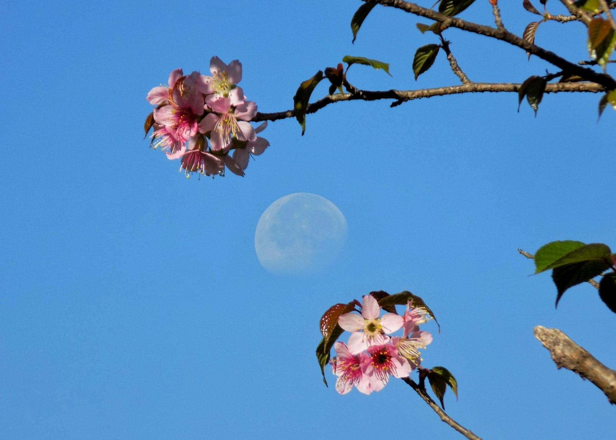 Pink Himalayan wild cherry blossoms against a blue sky with the moon